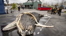 Ein toter Buckelwal vor der Autopsie in Djursland. Foto: epa/Mads Claus Rasmussen
