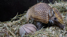 Das undatierte Handout zeigt ein junges Südliches Kugelgürteltier mit Mutter Paloma. Der Nachwuchs wurde am 21. April 2026 im Tiergarten Kleve geboren. Foto: Tiergarten Kleve/dpa