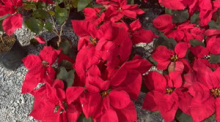 Weihnachtssterne, in weiß oder rot, sind die typischen Pflanzen zur Zierde in der festlichen Zeit. Fotos: hf