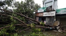 Ein umgestürzter Baum blockiert nach dem Durchzug des Taifuns Kajiki eine Straße in der Stadt Vinh in Zentralvietnam. Foto: epa/Luong Thai Linh