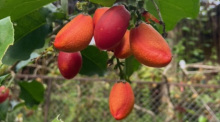 Wenn die Früchte außen knallrot werden, sind sie reif für den ganz raschen Verzehr. Fotos: hf