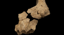 Teil des Wangenknochens und des Oberkiefers eines Hominiden, der den Erkenntnissen zufolge vor bis zu 1,4 Millionen Jahren an der Fundstelle am Gebirge der Sierra de Atapuerca gelebt habe. Foto: María Dolors Guillén