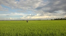 Düngemittel werden in Thailand weiterhin in ausreichender Menge für die laufende Anbausaison bereitgestellt. Foto: epa/Rungroj Yongrit