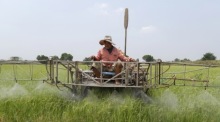 Steigende Produktionskosten und sinkende Reispreise bringen viele Reisbauern in Thailand zunehmend in finanzielle Schwierigkeiten. Foto: epa/Rungroj Yongrit