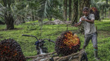 Ein Arbeiter lädt in einer Palmölplantage in Deliserdang, Nordsumatra, frisch geerntete Palmfrüchte auf sein Motorrad. Foto: epa/Dedi Sinuhaji
