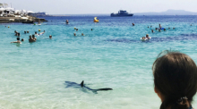 Ein Hai schwimmt durch flaches Wasser am Illetes-Strand auf Mallorca und erschreckt Badegäste. Foto: Angela & Tim Prottey-Jones/dpa