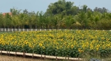Das Sonnenblumenfeld beim Stadthaus von Had Kam ist eine jährlich wiederkehrende Attraktion von Nong Khai. Fotos: hf