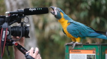 Ein Blaukehl-Ara im Leipziger Zoo dient als Fußball-Orakel und sagt den Ausgang des WM-Auftaktspiels zwischen Mexiko und Südafrika voraus. Foto: dpa/Sebastian Willnow