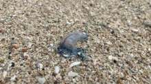 Die hochgiftige Portugiesische Galeere wurde an mehreren Stränden des Mu-Ko-Lanta-Nationalparks angespült. Besucher werden vor Kontakt mit den Tieren gewarnt. Bild: Mu Ko Lanta National Park