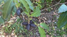 Chinesische Oliven wachsen wie verrückt, sie schmecken ähnlich wie richtige Oliven. Fotos: hf