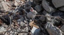Ein Hase steht inmitten der Trümmer. Archivfoto: epa/ERDEM SAHIN