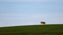 Eine Kuh steht auf einer Weide im Allgäu. Die Region im Süden Deutschlands ist bekannt für ihre grünen Landschaften, Milchwirtschaft und traditionelle Landwirtschaft. Foto: Anna Szilagyi/epa/dpa