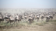Tausende Gnus laufen im Serengeti Park. Foto: Gioia Forster/dpa