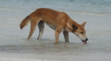 Ein Bild der Fraser Island Dingo Preservation Group zeigt einen Dingo beim Trinken am Süßwassersee McKenzie auf K'gari (Fraser Island) in Queensland. Foto: Fraser Island Dingo Preservation/Aap/dpa
