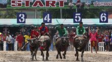 Chonburi lässt die Büffel rennen. Foto: picture alliance/Pacific Press | Chaiwat Subprasom
