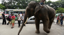 Elefant läuft auf einer Straße in Dhaka. Archivfoto: epa/ABIR ABDULLAH