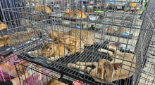 Von den Behörden beschlagnahmte Katzen in Ho-Chi-Minh-Stadt, die mutmaßlich für den illegalen Katzenfleischhandel bestimmt waren. Foto: dpa/Phuong Tham/humane World For Animals
