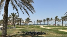 Tauben tummeln sich im Schatten einer Palme an der Uferpromenade. Kuwait gilt als einer der heißesten Orte der Welt mit Temperaturen von über 50 Grad Celsius. Foto: Johannes Sadek/dpa