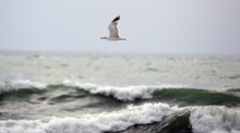 А Vogel fliegt über die Wellen des Schwarzen Meeres am Strand des Dorfes Ezerets. Foto: epa/Vassil Donev
