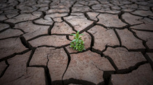 Eine Pflanze wächst nach einer Periode der Dürre auf rissiger Erde. Foto: Emilio Morenatti/Ap/dpa
