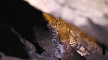 Der Leopard nutzt eine Felsformation als geschützten Rückzugsort im Wildschutzgebiet Omkoi. Bild: Department of National Parks, Wildlife and Plant Conservation (DNP)