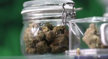 Die thailändische Regierung betont, dass Cannabisblüten ausschließlich für medizinische Zwecke und nur gegen Vorlage eines gültigen Rezepts abgegeben werden dürfen. Foto: epa/Rungroj Yongrit