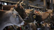 Kühe fressen auf einem Bauernhof in einem Stall für Anbindehaltung frisches Heu. Foto: Karl-Josef Hildenbrand/dpa