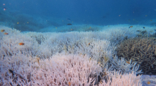 Gebleichte Korallen stehen bei Heron Island vor Queensland. Foto: Diana Kleine/Divers For Climate Via Aap/dpa