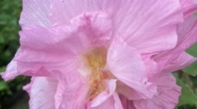 Im Übergang: Hier ist die Blüte bereits stark rosa eingefärbt, sie war am Morgen noch ganz weiß. Fotos: hf
