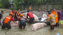 Retter tragen Schweine in Booten durch die vom Taifun «Doksuri» verursachten Überschwemmungen, während sie sie in der Stadt Laoag in Sicherheit bringen. Foto: Bernie Sipin Dela Cruz/Ap/dpa