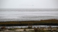 ögel fliegen über das Watt vor dem Strand von Dangast. Foto: Sina Schuldt/dpa