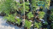 Eine ungeheure Vielfalt an Cannabis-Pflanzen werden nun ganz offen auf Thai-Märkten verkauft. Fotos: hf