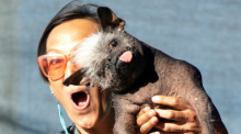 Jeneda Benally aus Flagstaff, Arizona, posiert für ein Foto mit ihrem Hund Mr. Happy Face, dem Gewinner des Wettbewerbs World's Ugliest Dog 2022 in Petaluma, Kalifornien. Foto: D. Ross Cameron/Ap/dpa