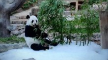 Im April verstarb überraschenderweise das Panda-Weibchen Lin Hui im Alter von 21 Jahren im Chiang Mai Zoo. Panda-Fans sehnen sich nach einem Ersatz. Foto: The Nation