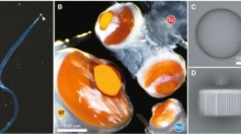 Ungewöhnlich große Augen von Meereswürmern enthüllen neue Einblicke in UV-Sicht. Studie zeigt Potenzial für 'Geheimsprache'. Foto: Www.cell.com