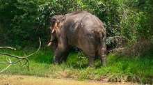 Der Wildelefant „DY M 001“ bewegt sich am Rand eines Wasserlochs in seinem Lebensraum in der Provinz Buriram. Bild: Department of National Parks, Wildlife and Plant Conservation (DNP)