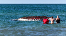 15.05.2026, Dänemark, Anholt: Tierärztin Anne Herrschaft (l) steht mit zwei Passantinnen an einem toten Wal, der vor der dänischen Insel Anholt liegt. Foto: Marcus Golejewski/dpa