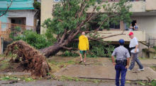In Havanna betrachten Menschen einen umgestürzten Baum nach dem Durchzug des Hurrikans Ian. Foto: epa/Juan Palop