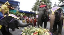 Anlässlich des nationalen Elefantentages werden in vielen thailändischen Tierparks opulente Obstbuffets für die gefräßigen grauen Riesen organisiert. Foto: epa-efe/Narong Sangnak