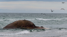 Der tote Buckelwal „Timmy“ treibt aufgebläht vor der dänischen Insel Anholt. Das Tier war zuvor an der Ostseeküste gestrandet. Foto: dpa/Marcus Golejewski