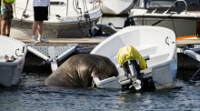 Ein rund 500 Kilogramm schweres Walross entert ein kleines Boot in der Frognerkilen Bucht im Fjord von Oslo. Das Tier wird von den Norwegerinnen und Norwegern Freya genannt. Foto: Trond Reidar Teigen