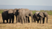 Tansania, Ruaha Nationalpark: Elefanten stehen im Ruaha-Nationalpark. Foto: Kristin Palitza/dpa