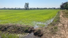 Endlose Reisfelder in Nong Khai und Umgebung laden zu Spaziergängen ein. Fotos: hf