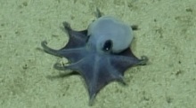 Forscher entdecken vor den Galápagos-Inseln einen winzigen blauen Oktopus, der kaum größer als ein Golfball wird. Foto: dpa/-/charles-darwin-stiftung