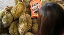 Eine Frau betrachtet ihr Spiegelbild umgeben von einer Vielzahl frischer Durians, bereit für den Export und die Genießer weltweit. Foto: EPA/Barbara Walton