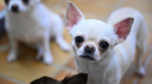 Chihuahua Hunde aufgenommen in Stuttgart. Foto: Bernd Weißbrod/dpa