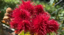 Ein Blickfang im Garten: Die leuchtend roten Samenkapseln der Lippenstift-Büsche fallen auf. Fotos: hf