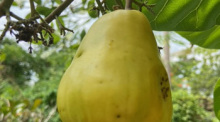 Die gelbe Frucht ist der Cashew-Apfel, die Nuss folgt unmittelbar darauf am Ende... Fotos: hf