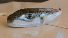 Ein Hasenkopf-Kugelfisch liegt auf einem gefliesten Tisch. Foto: Anne Pollmann/dpa