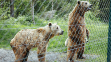 Bären stehen im Gnadenhof für Bären in Bad Füssing. Foto: Uwe Lein/dpa